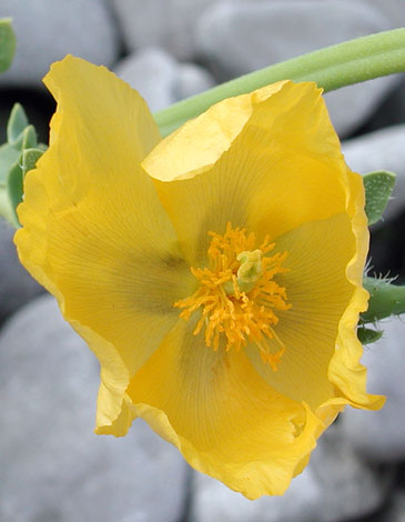 Glaucium flavum close