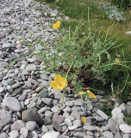 Glaucium flavum whole