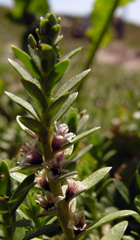 Glaux maritima close