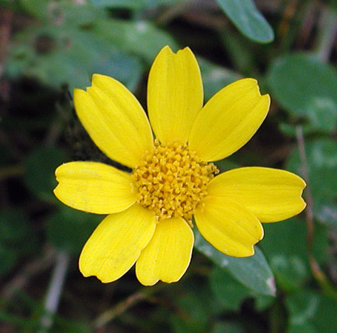 Glebionis segetum close