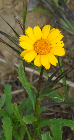 Chrysanthemum segetum close