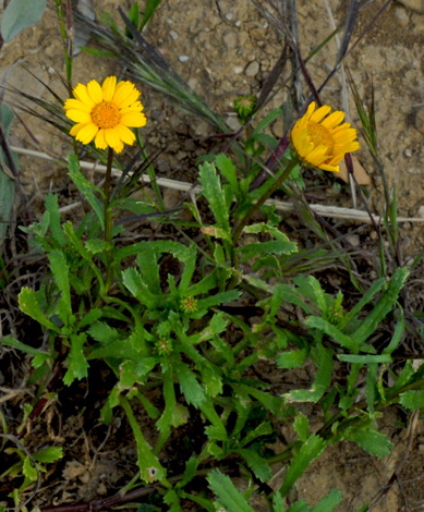 Chrysanthemum segetum whole