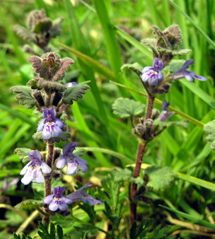 Glechoma hederacea