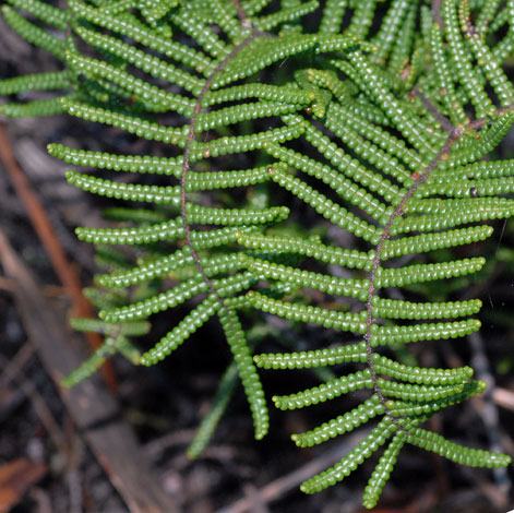 Gleichenia alpina close