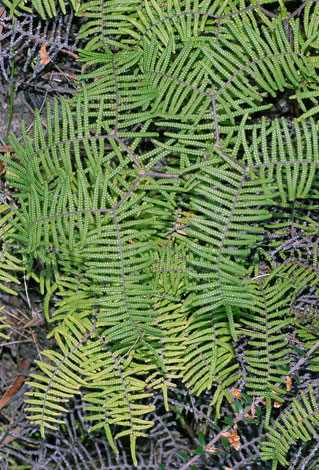 Gleichenia alpina whole