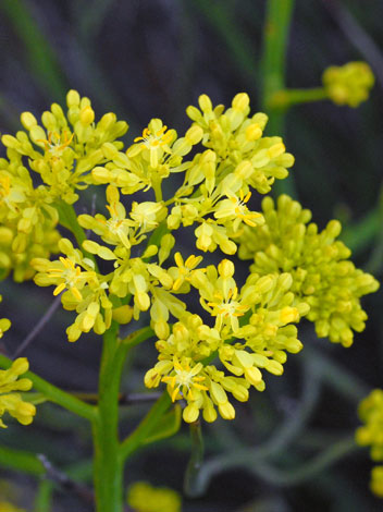 Glischrocaryon auruem close