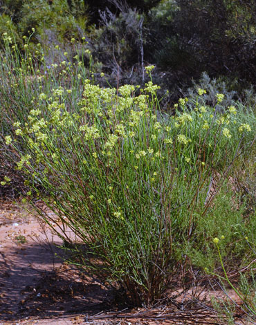 Glischrocaryon flavescens whole