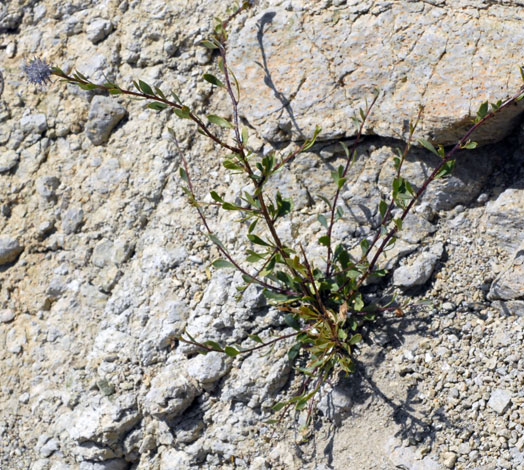 Globularia alypum whole