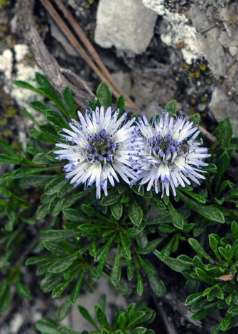 Globularia repens close