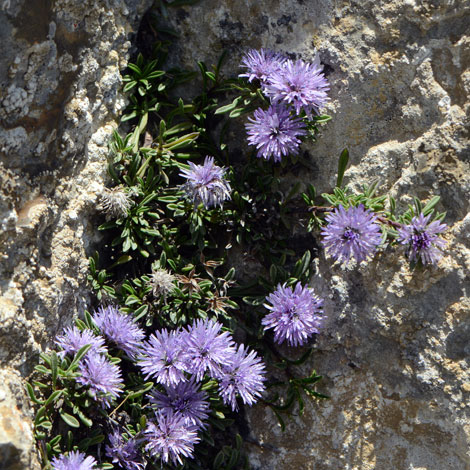 Globularia repens whole