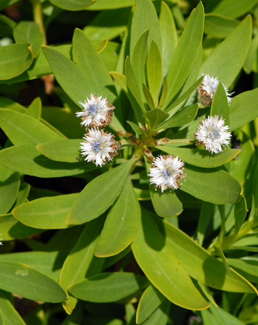 Globularia slaicina close