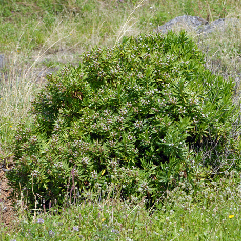 Globularia slaicina whole