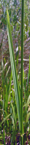 Glyceria maxima leaf