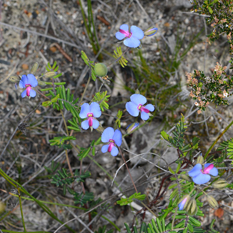 Gompholobium cyaninum whole