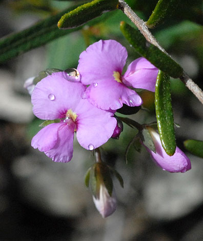 Gompholobium knightianum close