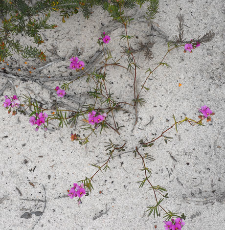 Gompholobium knightianum whole