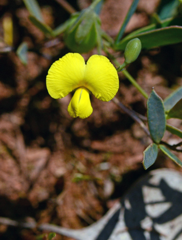 Gompholobium marginatum close