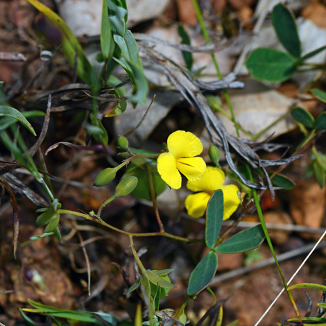 Gompholobium marginatum whole