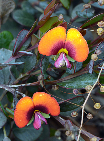 Gompholobium ovatum close