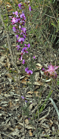 Gompholobium scabrum whole