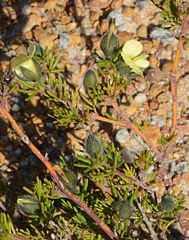 Gompholobium tomentosum close