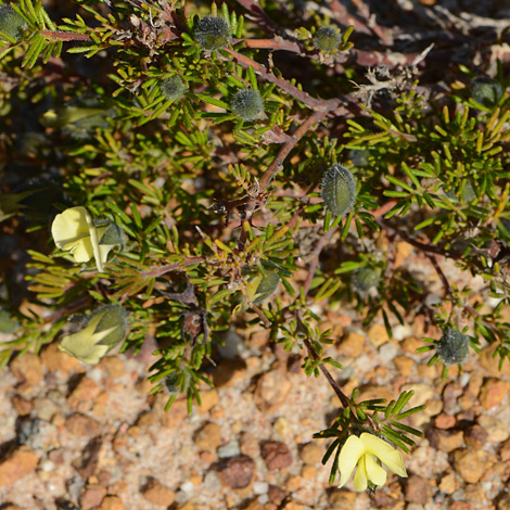Gompholobium tomentosum whole