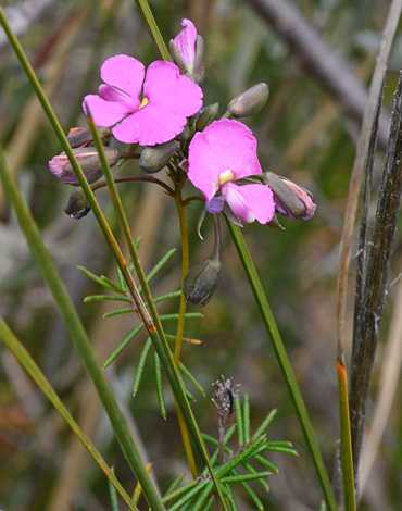 Gompholobium venustum close