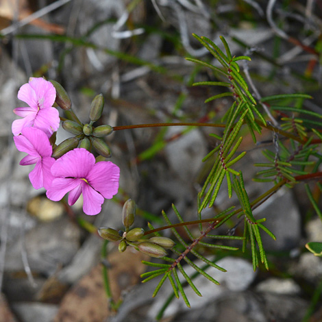 Gompholobium venustum whole
