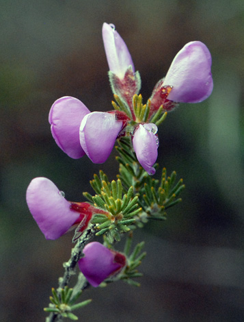 Gompholobium villosum close