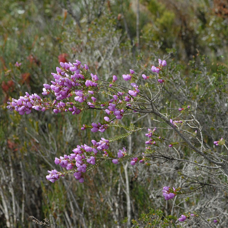 Gompholobium villosum whole