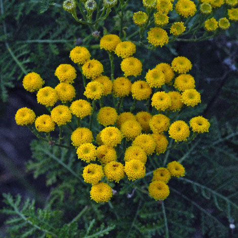 Gonospermum fruticosum close