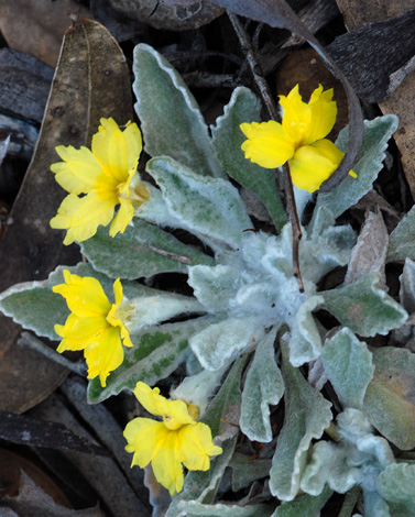 Goodenia affinis close