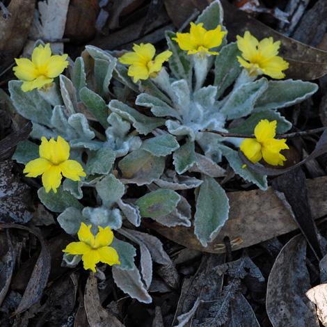 Goodenia affinis whole