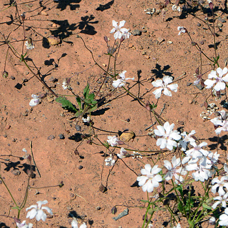 Goodenia rosea whole
