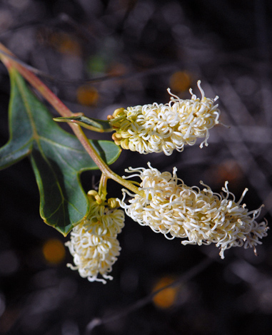 Grevillea althoferorum close