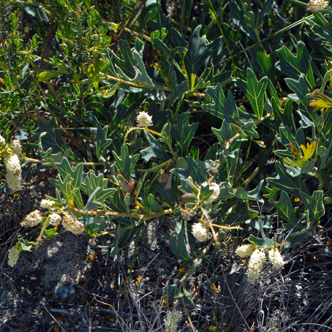 Grevillea althoferorum whole