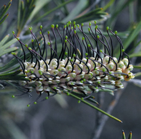 Grevillea apiciloba flower