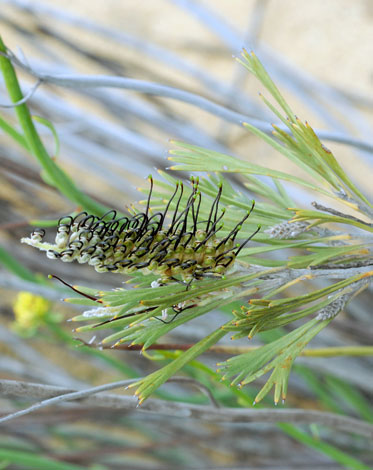 Grevillea apiciloba whole