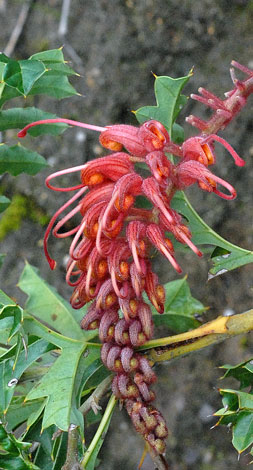 Grevillea bipinnatifida close