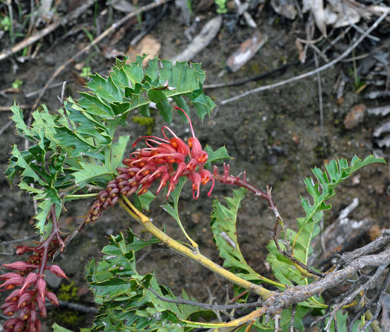 Grevillea bipinnatifida whole