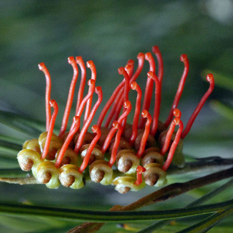 Grevillea cagiana close