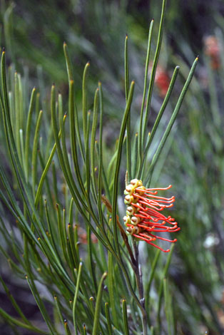 Grevillea cagiana whole