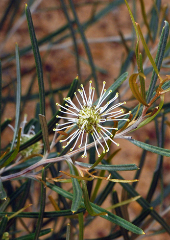 Grevillea commutata close