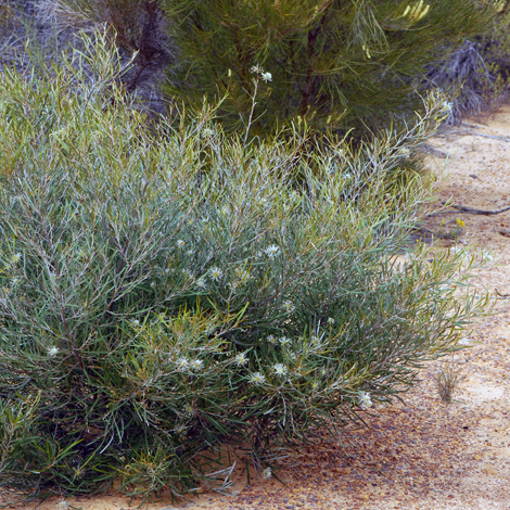 Grevillea commutata whole