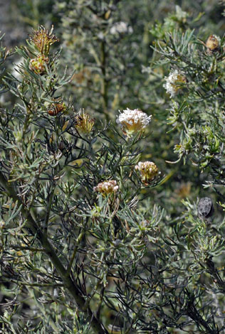 Grevillea crimifolia whole