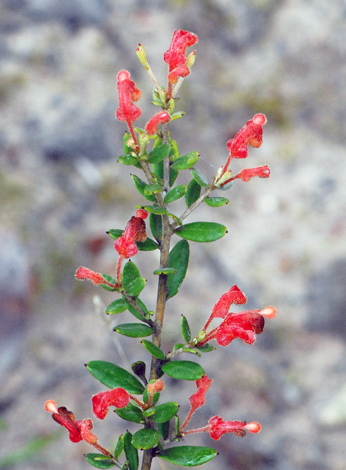 Grevillea depauperata close