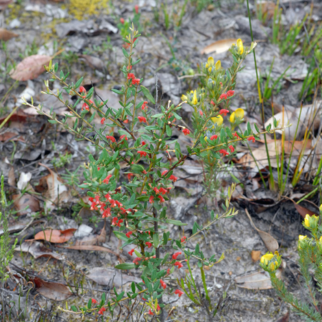 Grevillea depauperata whole