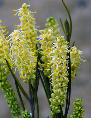 Grevillea didymobotrya close