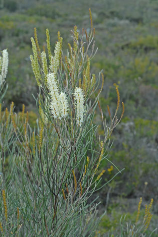 Grevillea didymobotrya whole