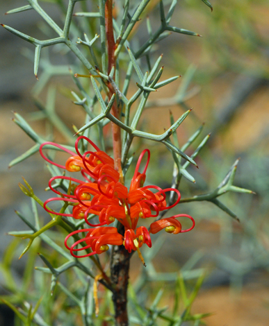 Grevillea dilesiana close